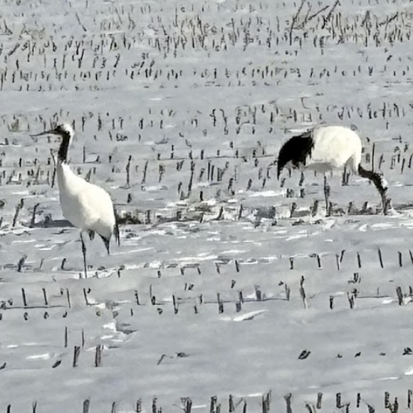 バードウオッチング